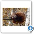 Highland Wildlife Park - Roter Panda