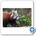 Highland Wildlife Park - Roter Panda