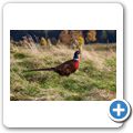Highland Wildlife Park - Fasan