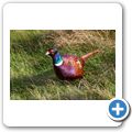 Highland Wildlife Park - Fasan
