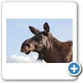 Highland Wildlife Park - Elch