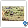 Highland Wildlife Park - Rothirsch