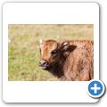 Highland Wildlife Park - Wisent