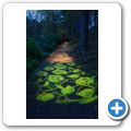 Pitlochry - Enchanted Forrest 2014