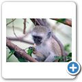 s&uuml;dliche Gr&uuml;nmeerkatze