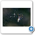 Radnetzspinne