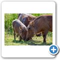 Warzenschwein