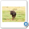 Gnu