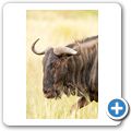Gnu