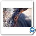 Gnu