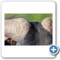 Gnu