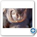 Gnu
