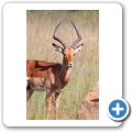 Impala