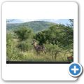 Wasserbock