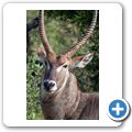 Wasserbock