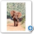 Elefant