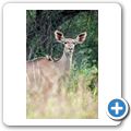Kudu