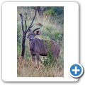 Kudu