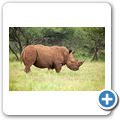 Breitmaulnashorn