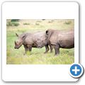 Breitmaulnashorn