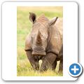 Breitmaulnashorn
