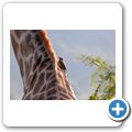 Giraffe + Madenhacker