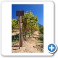 Steenberg Wine Estate