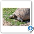 Giraffe House - Karoo-Schildkr&ouml;te
