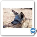 Giraffe House - L&ouml;ffelhund