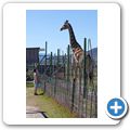 Giraffe House - Giraffe
