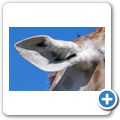 Giraffe House - Giraffe