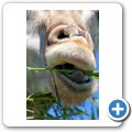 Giraffe House - Giraffe