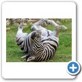 Franschhoek - "Franschhoek Cottages" - Zebra