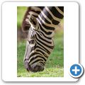 Franschhoek - "Franschhoek Cottages" - Zebra