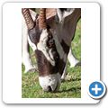Franschhoek - "Franschhoek Cottages" - Oryx-Antilope