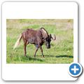 Franschhoek - "Franschhoek Cottages" - Gnu