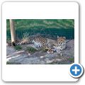 Sommerset West - "Cheetah Outreach" - Gepard