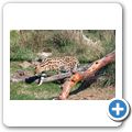 Sommerset West - "Cheetah Outreach" - Serval
