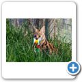 Sommerset West - "Cheetah Outreach" - Serval