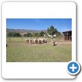 Villiersdorp - "Helderstroom Alpacas"
