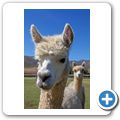 Villiersdorp - "Helderstroom Alpacas"