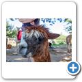 Villiersdorp - "Helderstroom Alpacas"