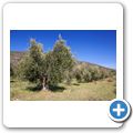 Rhebokskraal Olive Estate