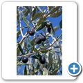 Rhebokskraal Olive Estate