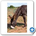 Eseltjiesrus Donkey Sanctuary