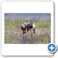 Bontebok NP - Buntbock