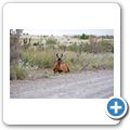 Bontebok NP - Kuhantilope