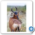 Bontebok NP - Kuhantilope
