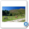 Hemel en Aarde Valley - "High Season Farm" - Nguni Cattle