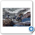 Betty's Bay - Pinguin-Kolonie am Stony Point